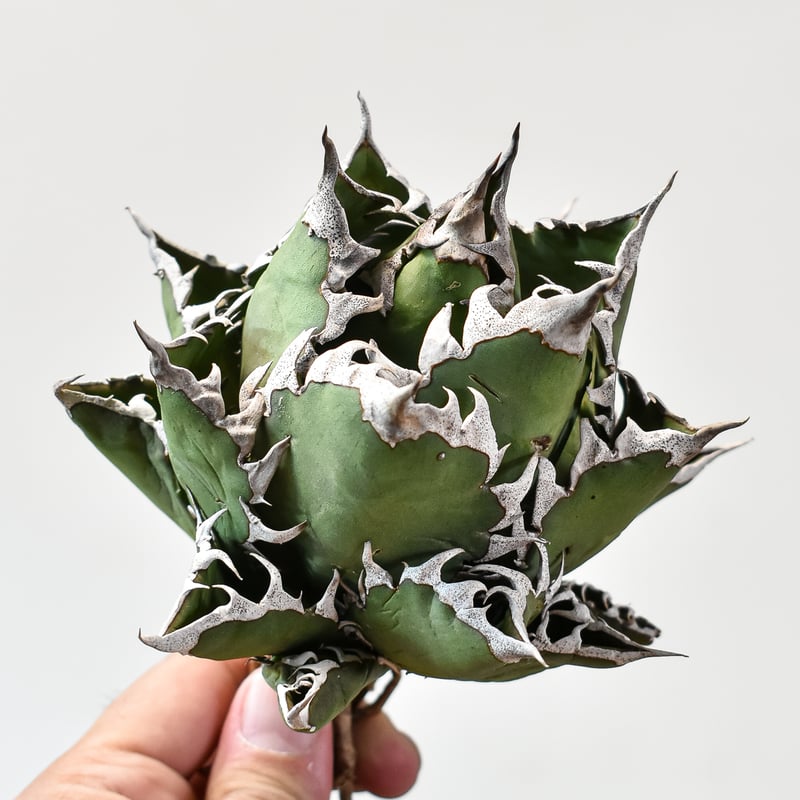 Agave Titanota Red Catweazle \"紅猫\" ① SH12491 Agave titanota 'Red Catweazle' – Cactus-online