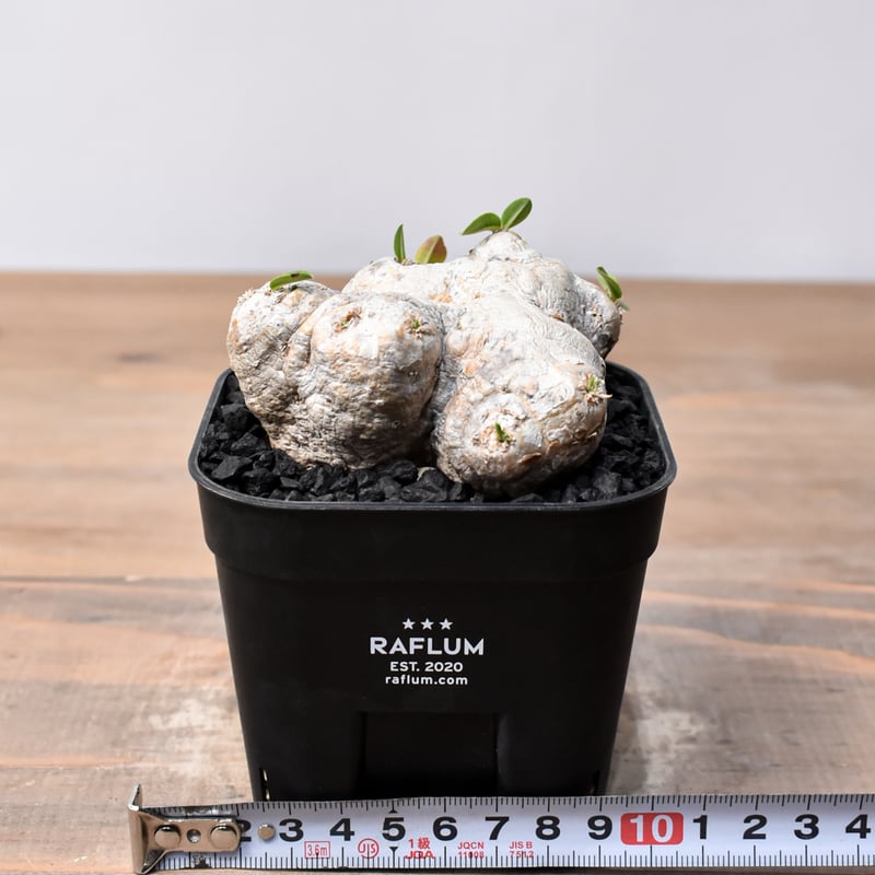 のりたけ]恵比寿笑い デカいです。パキポディウム ブレビカウレ 恵比寿