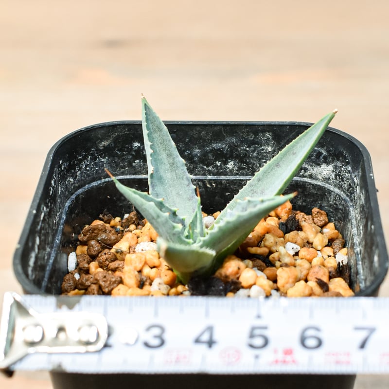 アガベ ハイブリット 