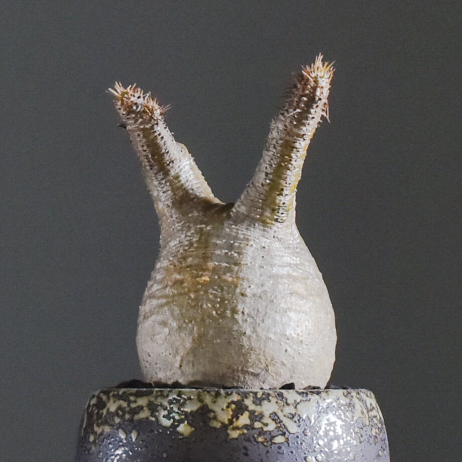 62a9f7b8288b801e2e7a30b0