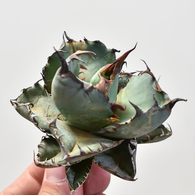 アガベ 特選 ブラック・アンド・ブルー BB根付苗 台湾産正規品 極上苗 アガベ チタノタ ブラックアンドブルー / BB 藍球 【台湾産/抜き苗販売