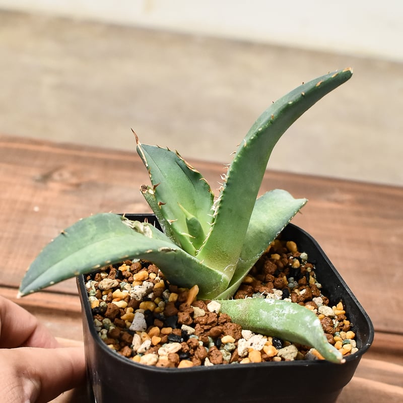 RAFLUMコレクション子株】アガベ チタノタ テレサ