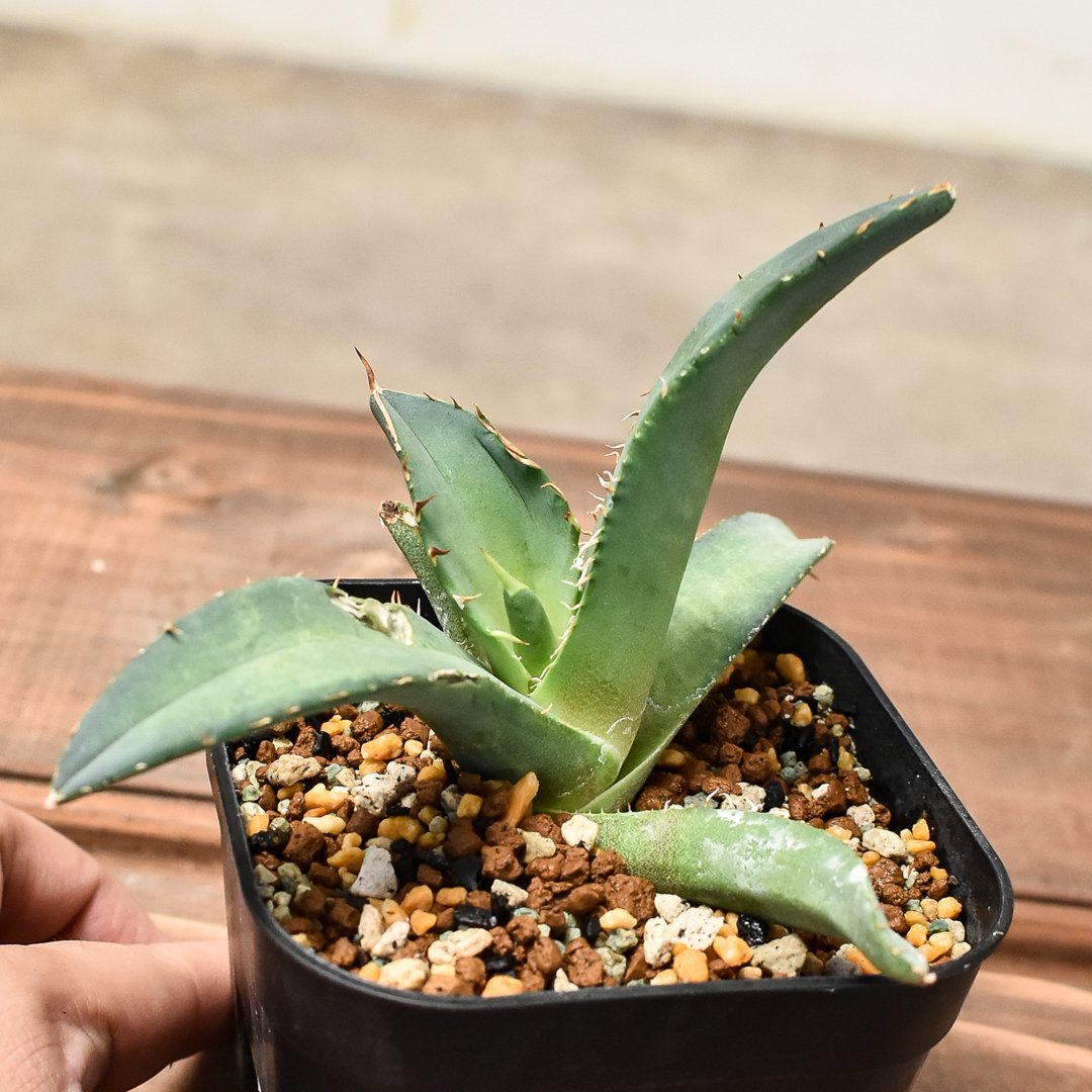 fit=scale-down,w=1200