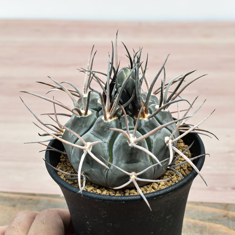 ギムノカリキュウム 
