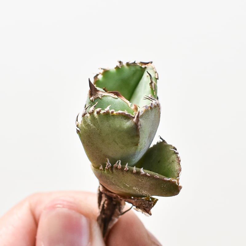 アガベ チタノタ 