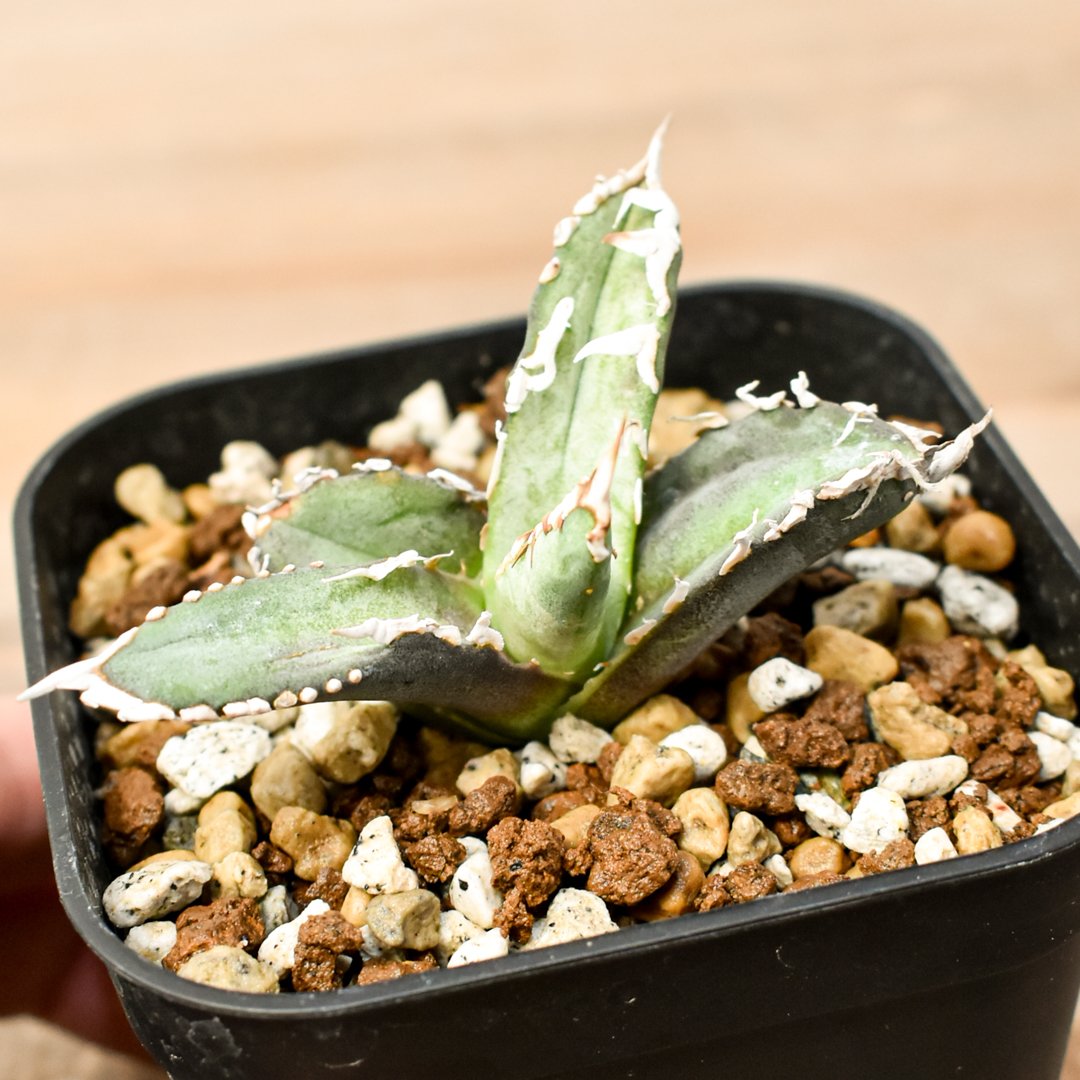 アガベ チタノタ ゴジラ 