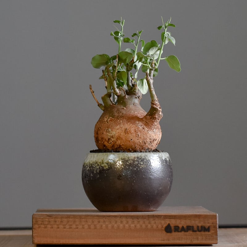 アデニアスピノーサ【人気急上昇！！希少なこんもり株を厳選しての販売