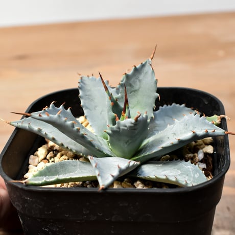 アガベ ハイブリット 日系イシスメンシス×象牙妖炎（陽炎エボリ）【台湾botanical_seeker産】RF25011405