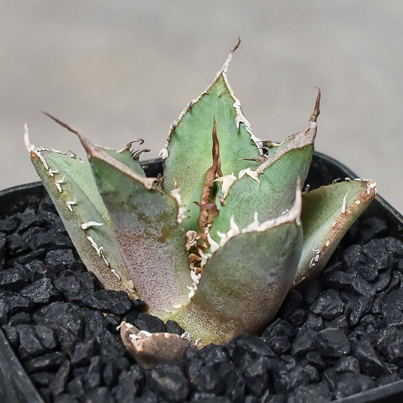 アガベ チタノタ 