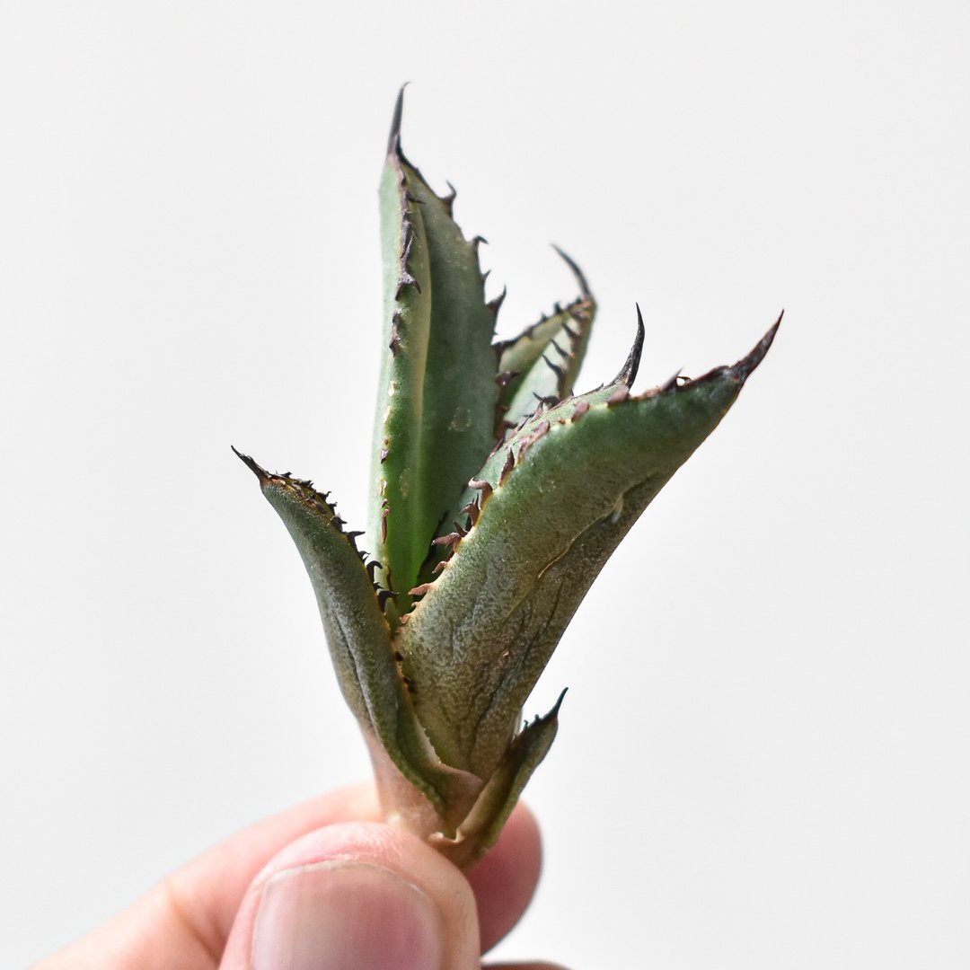 アガベ チタノタブラックドラゴンBlack Dragon /虎鯨鉢ごと発送