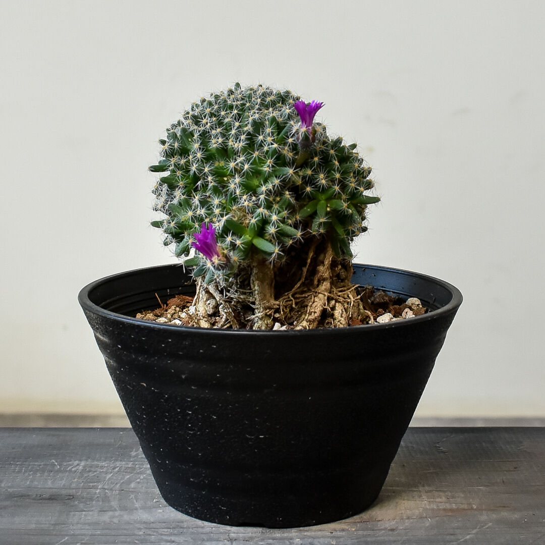 多肉植物 紫と緑のグラデーション 5株*5 セダム属 多肉植物 紫と緑のグラデーション 葉 - メルカリ