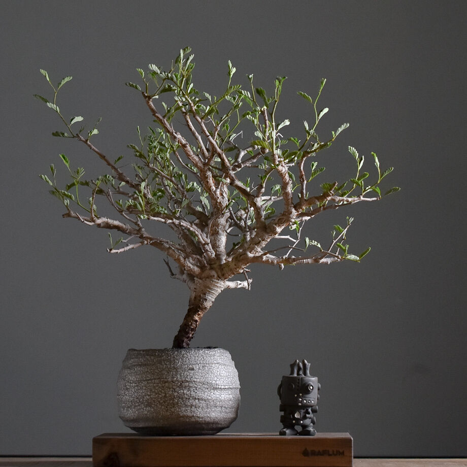 センナ メリディオナリス 中型株【市場価値も高騰中！！盆栽のような