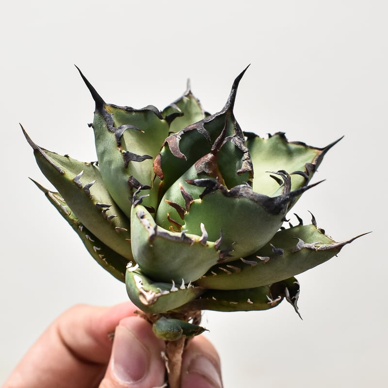 アガベ チタノタ 黒鯨 【台湾産/抜き苗】DG2400589 | RAFLUM