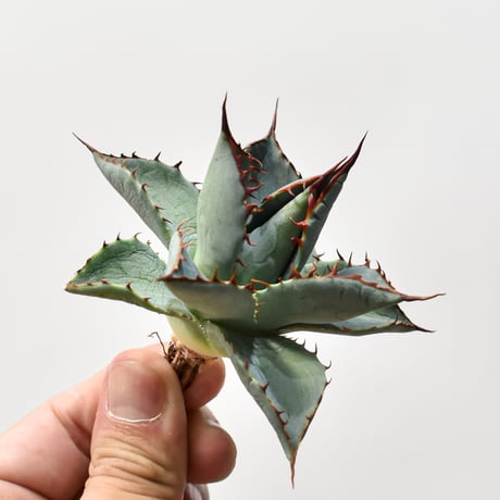 アガベ ハイブリット 曙光 ×（パラサナ、イシスメンシス）【台湾botanical_seeker産】I RF25011580
