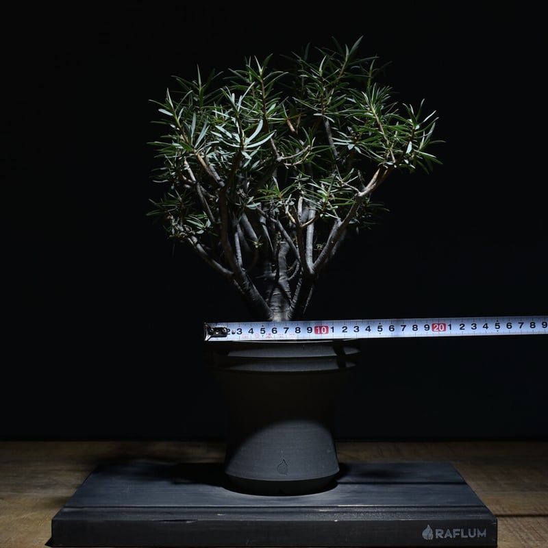 ユーフォルビア　バルサミフェラ　現地球　発根済み ユーフォルビア バルサミフェラ 現地球 発根済み ユーフォルビア