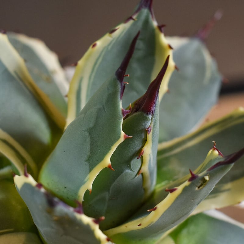 アガベ クリームスパイク （抜き苗販売）【グリーンとクリームの