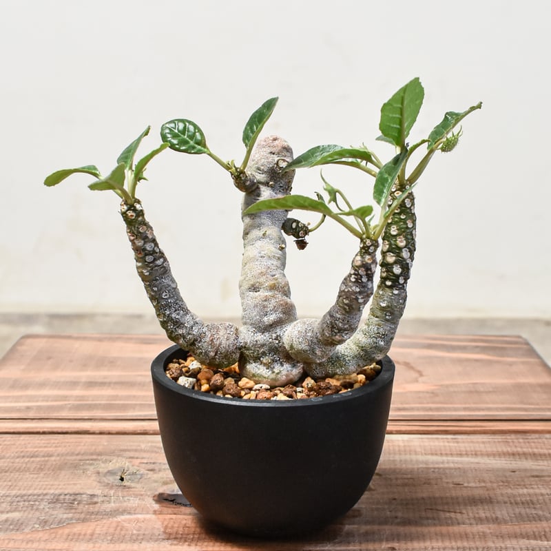 ドルステニア　フォエチダ Dorstenia foetida
