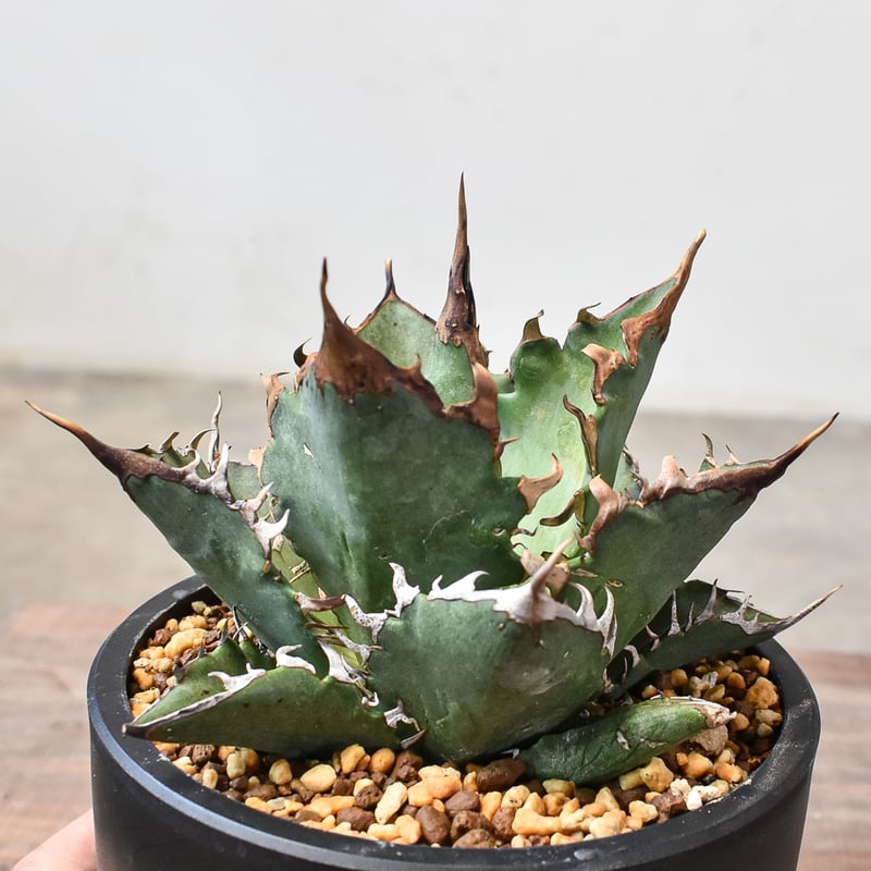 Agave titanota【猟豹】親株販売 アガベ チタノタ チーター 