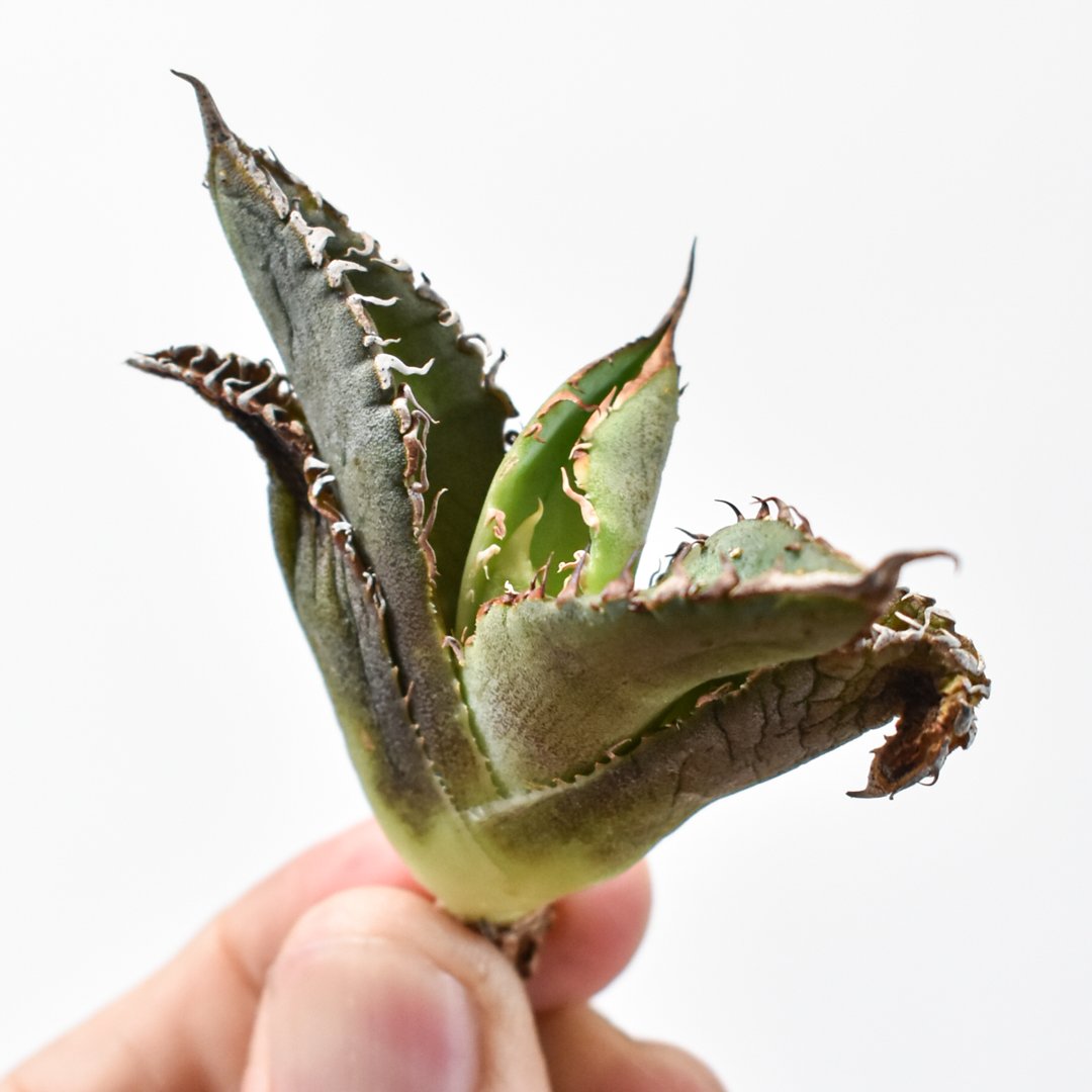 アガベ チタノタ 