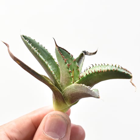 チタノタ 「亞瑟王 キングアーサー」OC株 胴切り天 芽 発根済 本日限定価格】アガベ チタノタ キングアーサー 子株 チタノタ