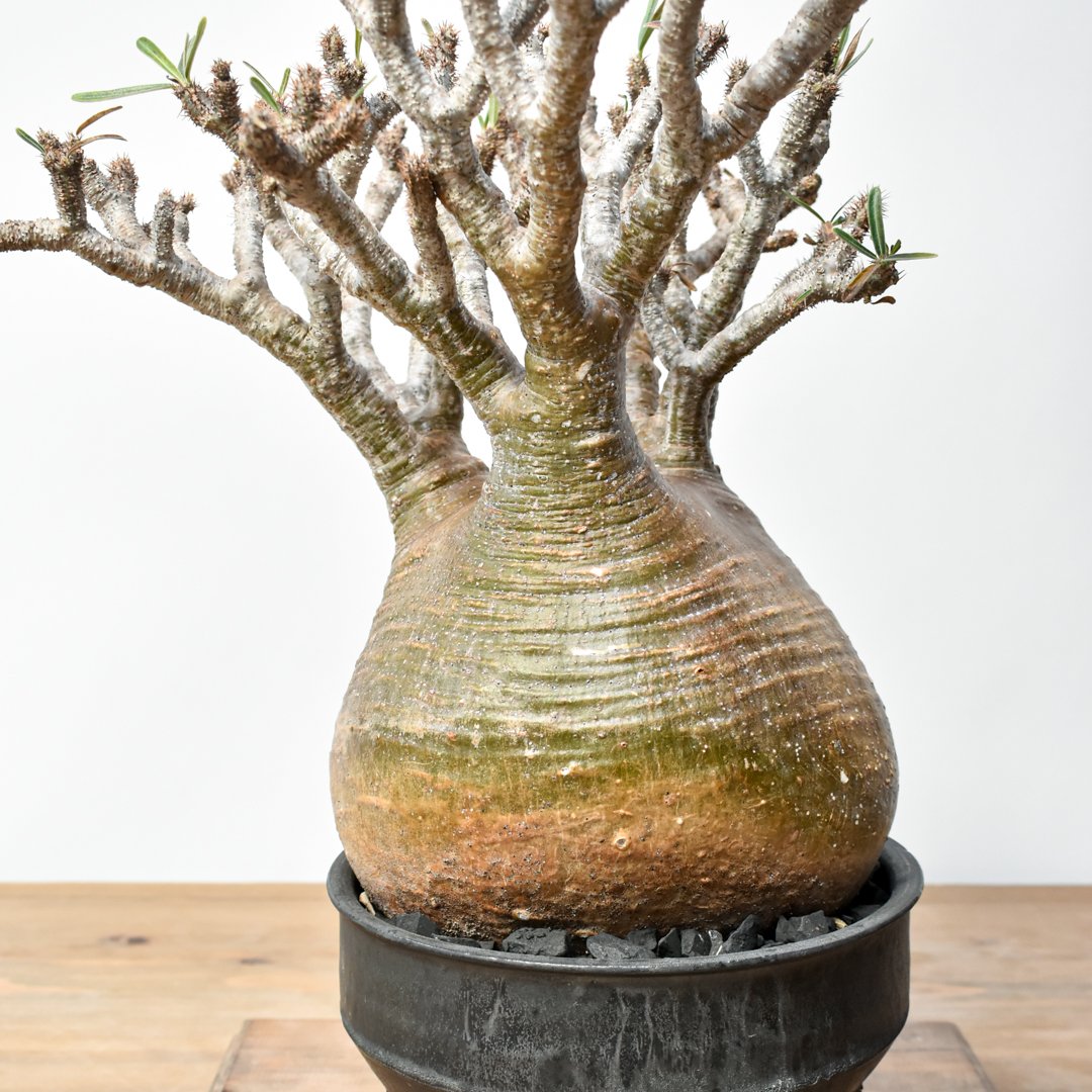 良形大株】Pachypodium Gracilius コレクション株グラキリス 良形大株