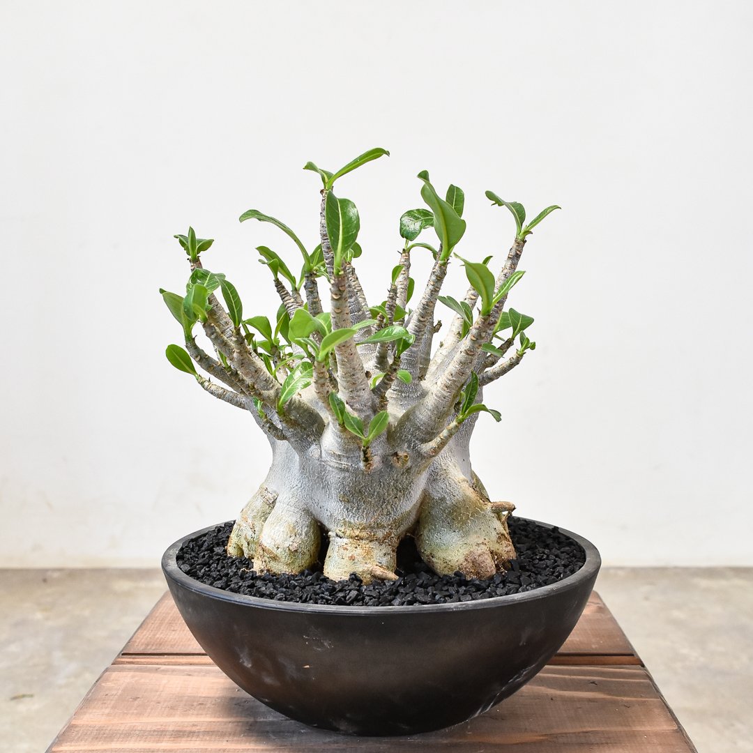 アデニウム　ソコトラナム (EU輸入株) アデニウム ソコトラナム 「Adenium socotranum 」8/31-19C-2 |