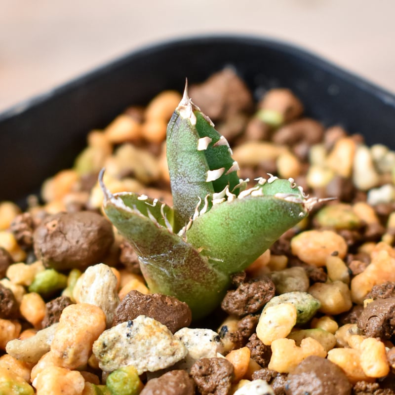 アガベ　朱雀　ベルリン産　子株 朱雀(スザク) ベルリン産 子株が2株😅親株も載せてます 気になる方はDM