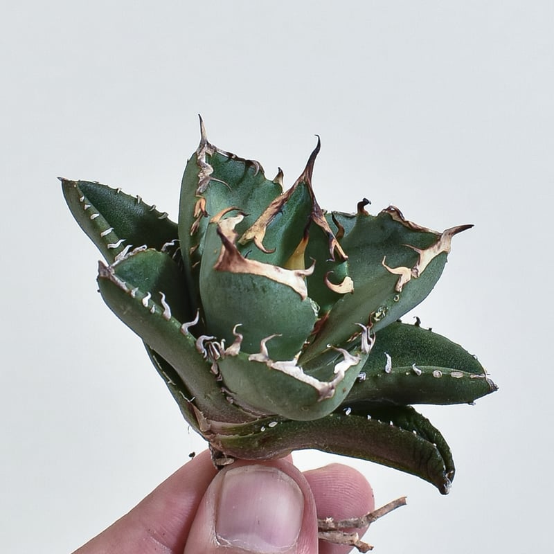 アガベ チタノタ 