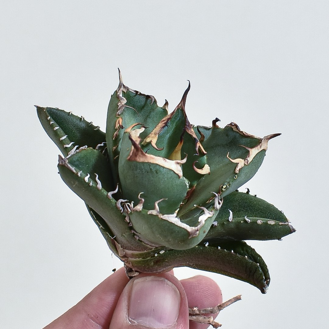 アガベ チタノタ 