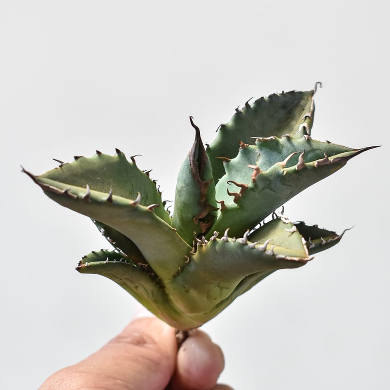 アガベ チタノタ ホワイトファイヤー 親株 【公式通販】