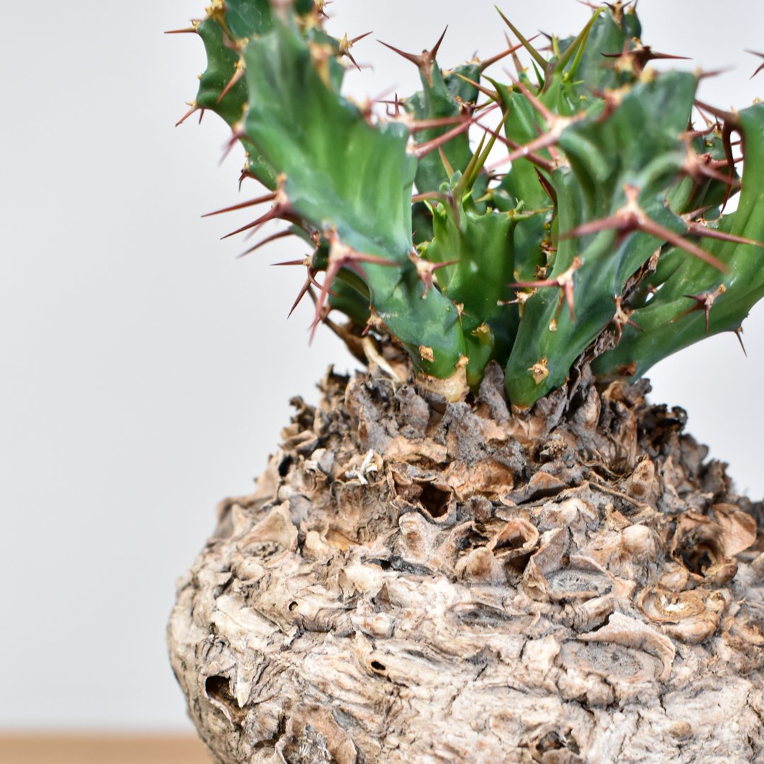 ユーフォルビア クラビゲラ 現地球 ユーフォルビア クラビゲラ 