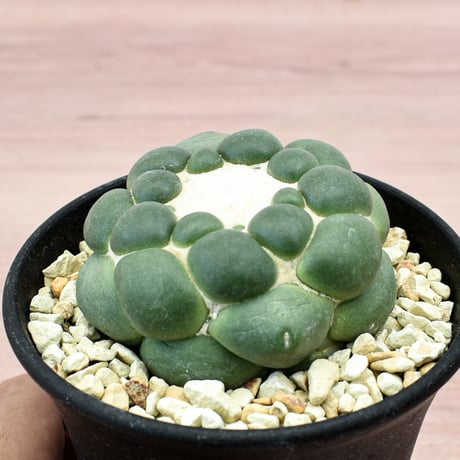 コリファンタ 刺無象牙丸 【カキ仔】RFHK-300