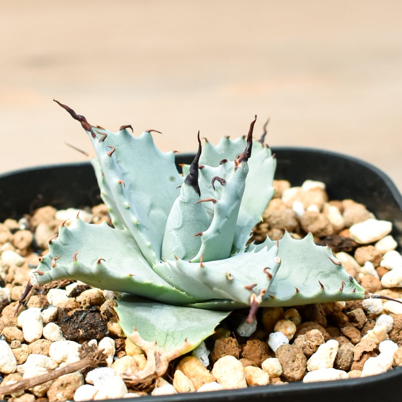 アガベ ハイブリット 雲虎甲蟹×象牙妖炎(モコイシス×陽炎エボリ