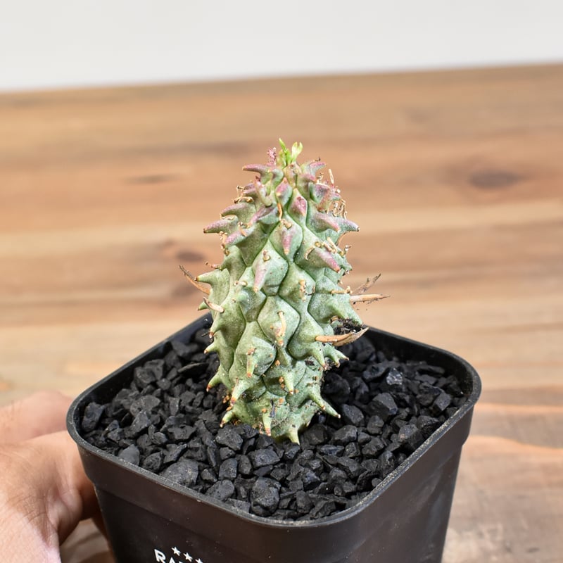 スコエンランディ　闘牛角　実生 ユーフォルビア スコエンランディ 