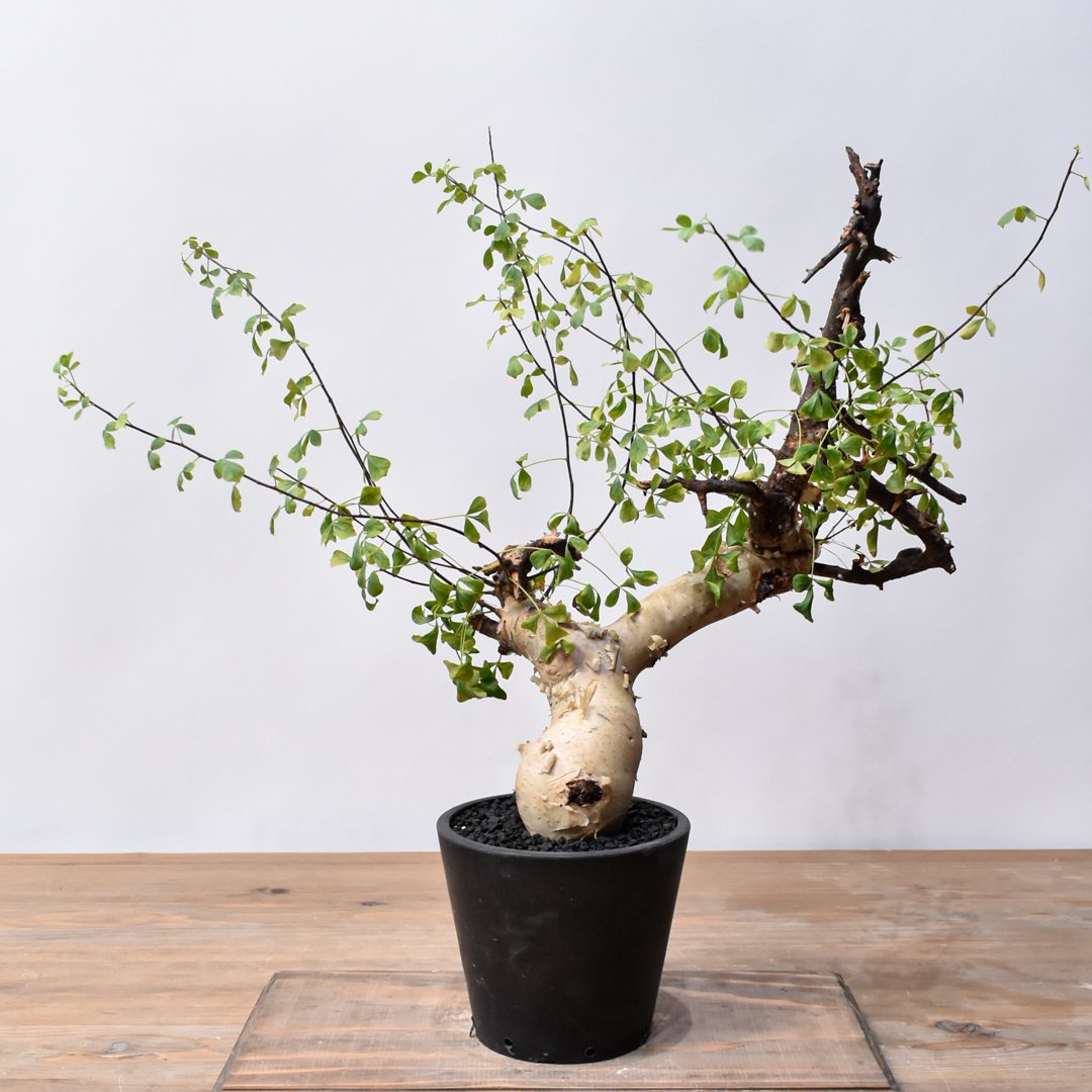 コミフォラ カタフ 