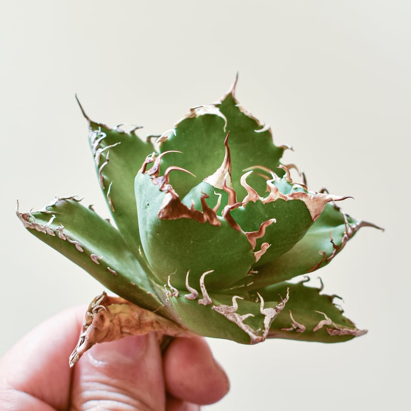 アガベ オテロイ 金剛狼 ウルヴァリン 大株 アガベ オテロイ 金剛狼 ウルヴァリン 大株 アガベ オテロイ 金剛狼