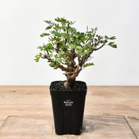 RAFLUMコレクション】アデニア グロボーサ【発根済】HK2402408(T) | RAF