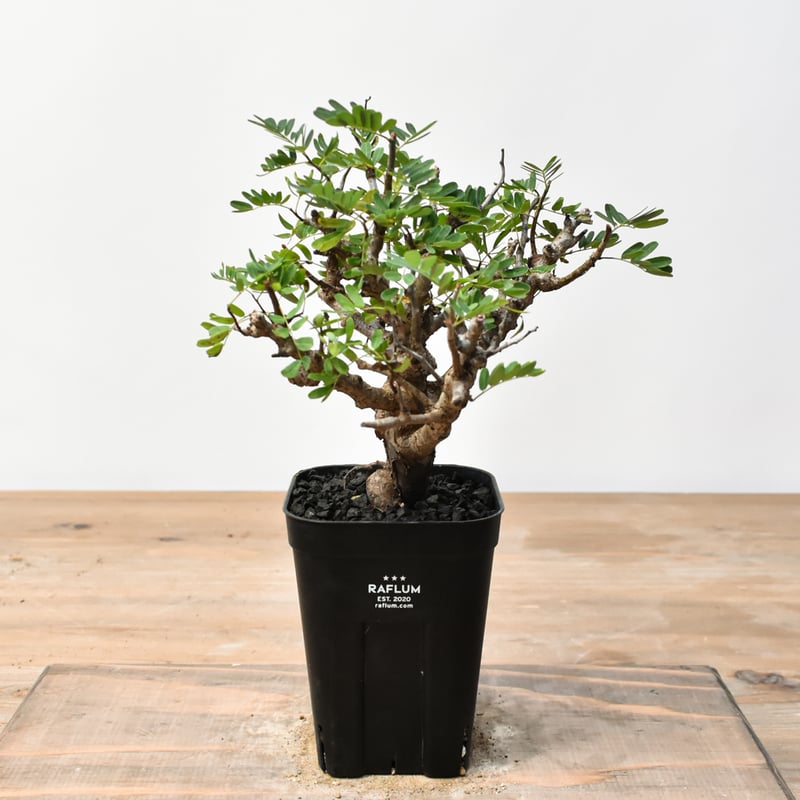 センナ メリディオナリス RFHK25011488 | RAFLUM / ラフラム｜東京、