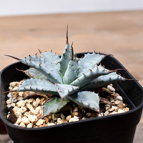 アガベ ハイブリット 日系イシスメンシス×象牙妖炎（陽炎エボリ）【台湾botanical_seeker産】RF25011396