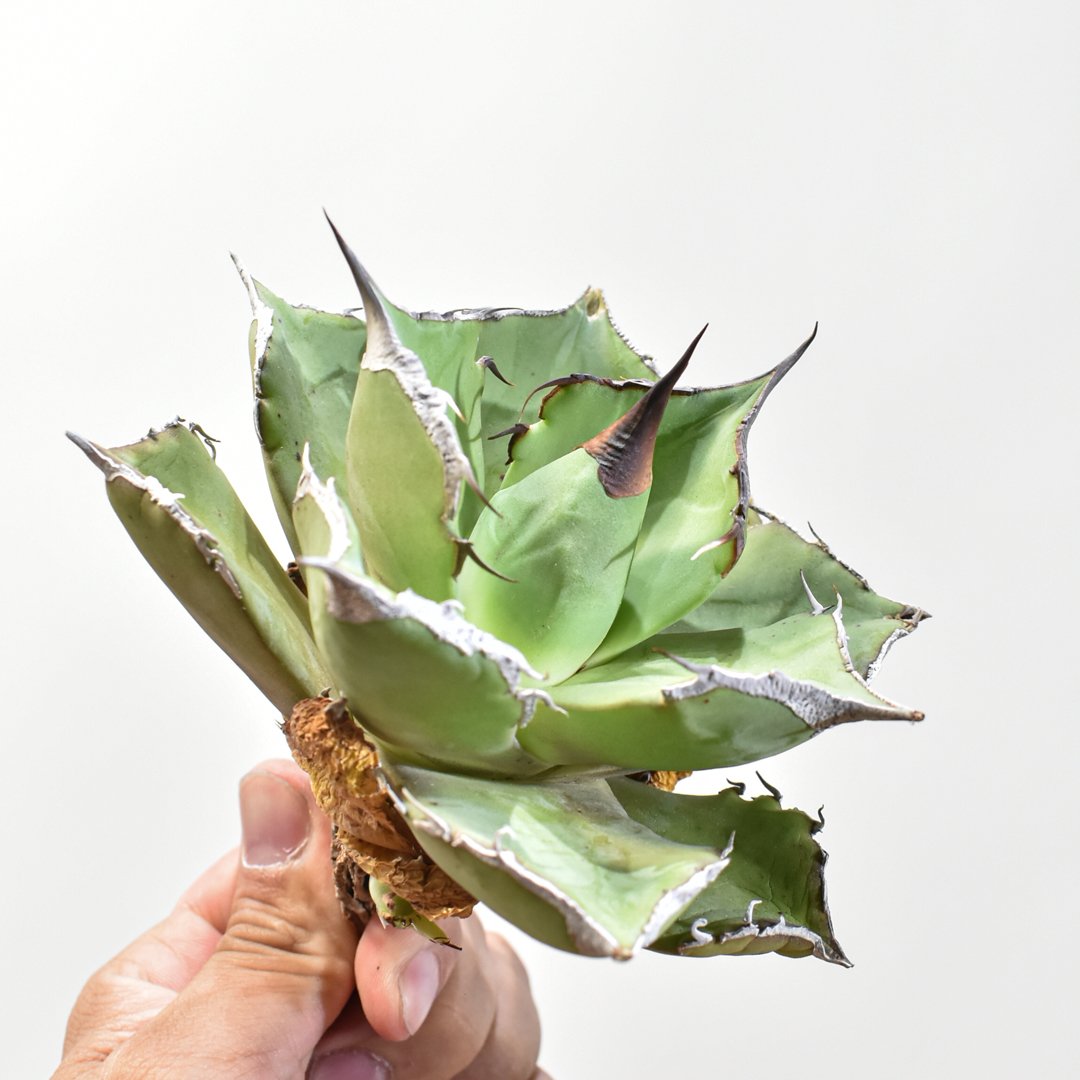 アガベ チタノタ 