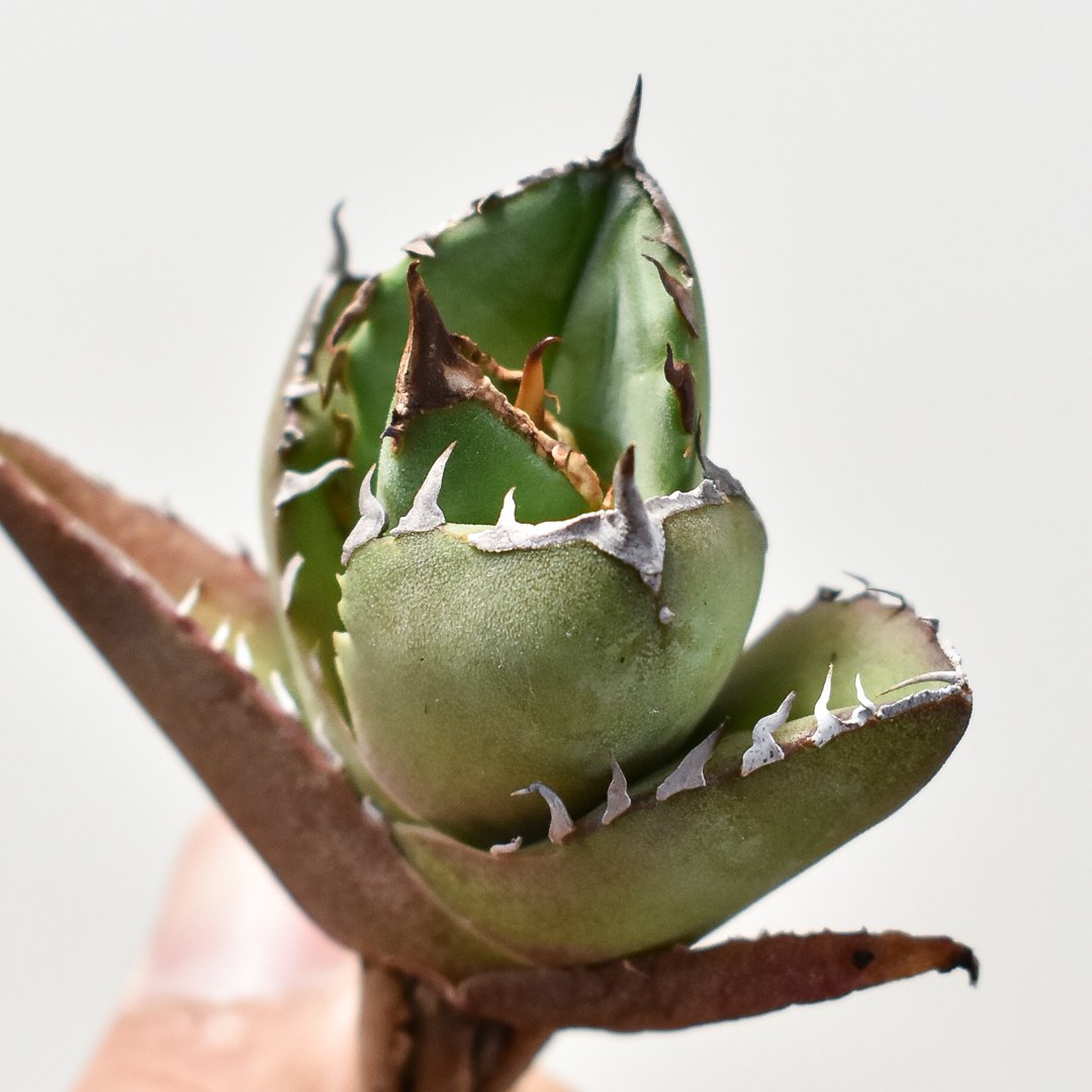 480【上澳園芸】 アガベagave チタノタ 白豪棘 特選 優良血統 子株