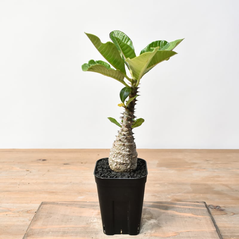 パキポディウム ウィンゾリー 【実生】RFHK25011483 | RAFLUM