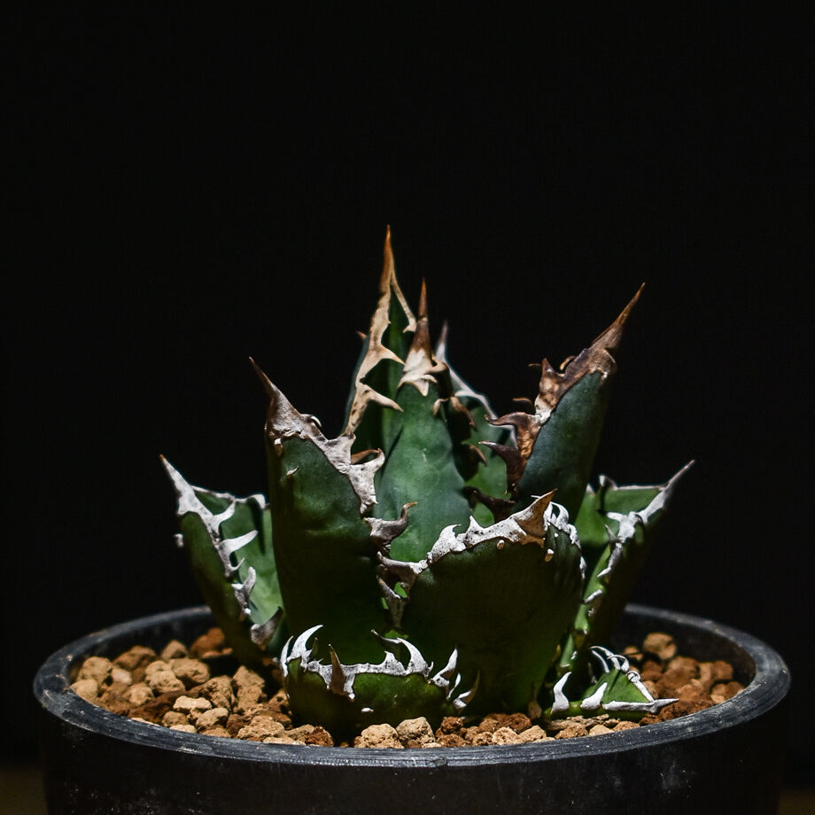 アガベ チタノタ レッドキャットウィーズル 赤猫 極上 レア小株 12株 発根済 アガベ チタノタ レッドキャットウィーズル 