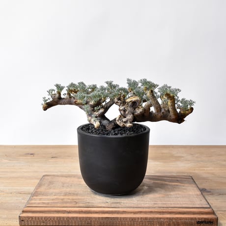 モンソニアムルチフィダ | STORES