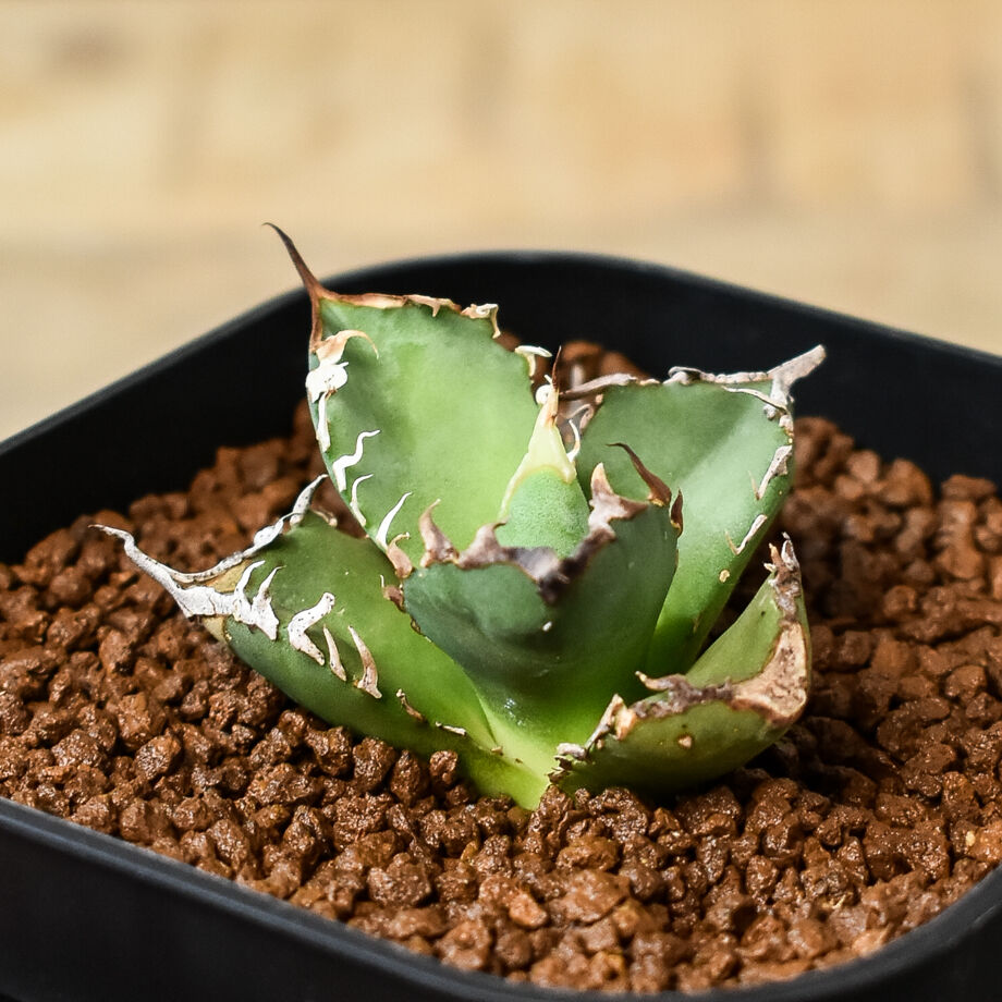 アガベ coco アガベ村の村長 | cj Special🌱 #アガベ | Instagram