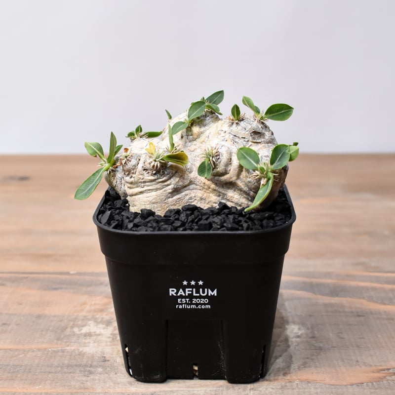 恵比寿笑　ブレビカウレ　検）グラキリス　パキプス 恵比寿笑 ブレビカウレ 検）グラキリス パキプス