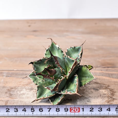 アガベ チタノタ "精品緑犀牛"   【台湾 dragon agave産/中株/抜き苗販売】A25