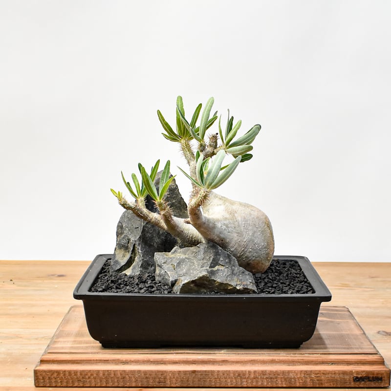 パキポディウム　グラキリス WACK” ON YOUR SIDE】パキポディウム グラキリス WACK-B087 |