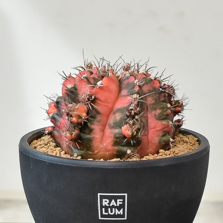 多肉植物　ギムノカリキウム　ミハノビッチ錦　発根済み fit=scale-down,w=1200