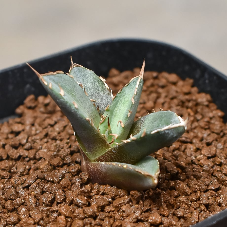 65604832e68498002d8a6bbd